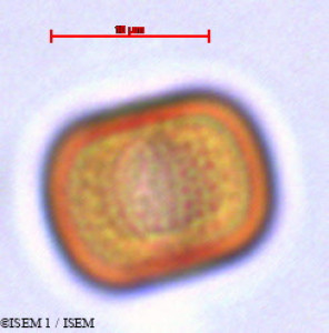 Echiochilon fruticosum - lame n° 29413